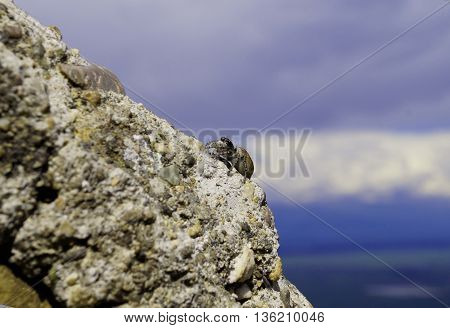 Spider on the stone fense is looking around