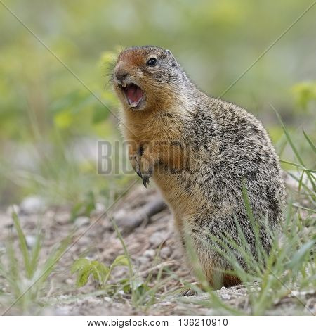 Columbian Ground Squirrel Callling In Banff National Park