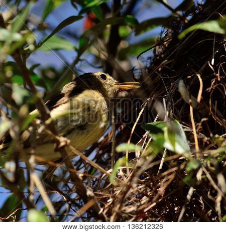 Common chiffchaff bird beside its nest to feed the chicks