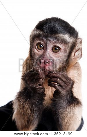 Cute Little Monkey
