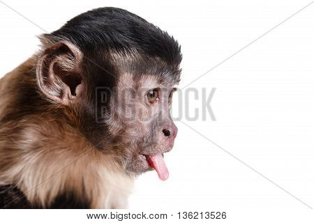 Cute Little Monkey