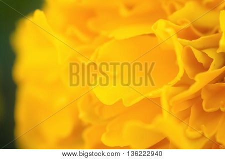 Petal of yellow marigold flower Close-up photo of petals flower.