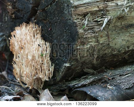Clavulina pyxidata mushrooms on an old stump