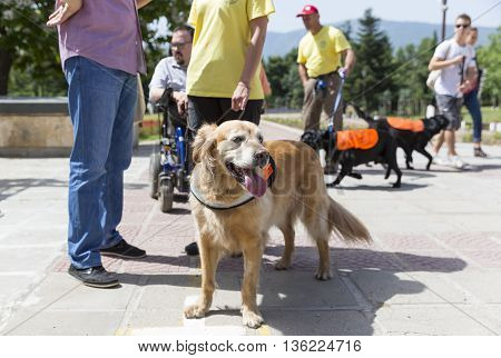 Guide And Assistance Dogs