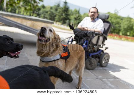 Guide And Assistance Dogs