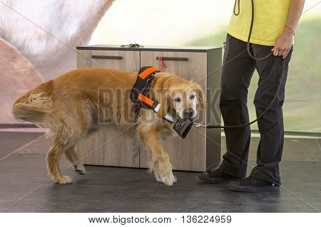 Guide And Assistance Dog Wallet