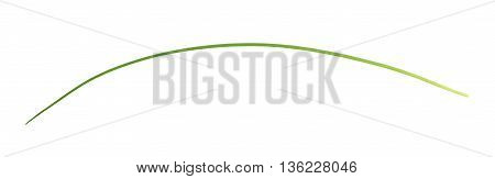 Green onion scallions isolated over the white background