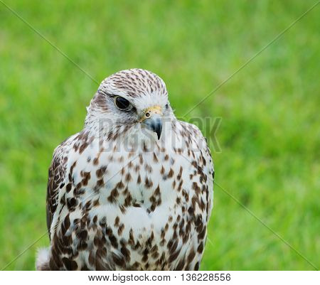 Close up of a falcon bird of prey