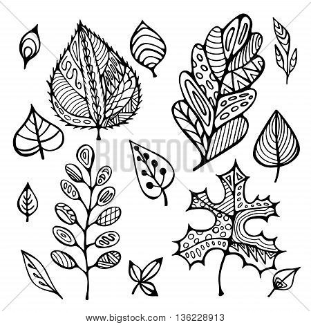 stock vector hand drawing set of leaf. doodle pattern