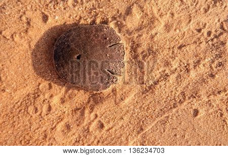 sand dollar or sea cookie in the beach sand