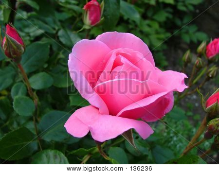 กุหลาบสีชมพู