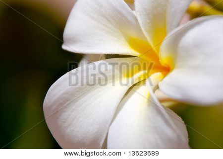 White Flower