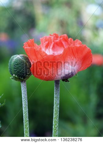 Red blossom of sown garden decoratice poppy