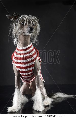 Chinese crested dog posing in a photo studio