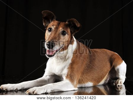 Jack Russell Terrier looking in a black studio