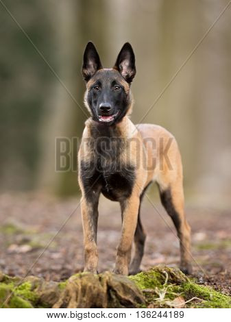 Purebred Belgian Malinois Dog