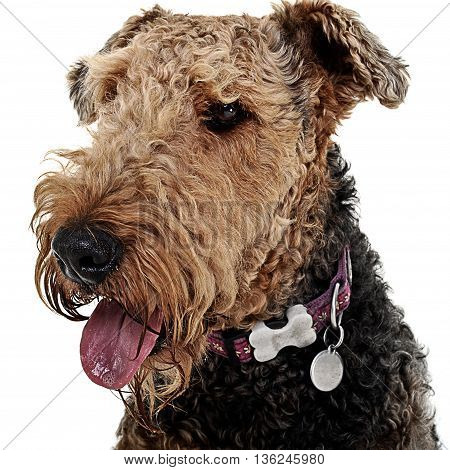 Airdale Portrait In Studio