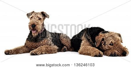 Two Airdale Terrier On The Studio Floor