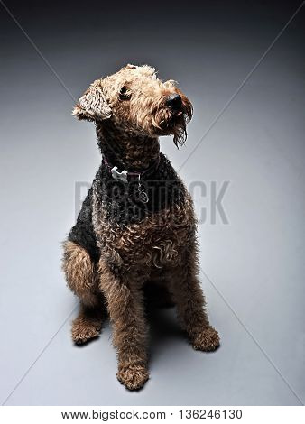 Airdale Terrier Is Looking Up In The Studio