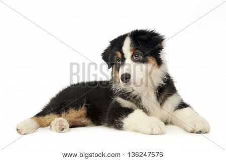 Puppy Australian Shepherd Lying In The Whte Studio Floor