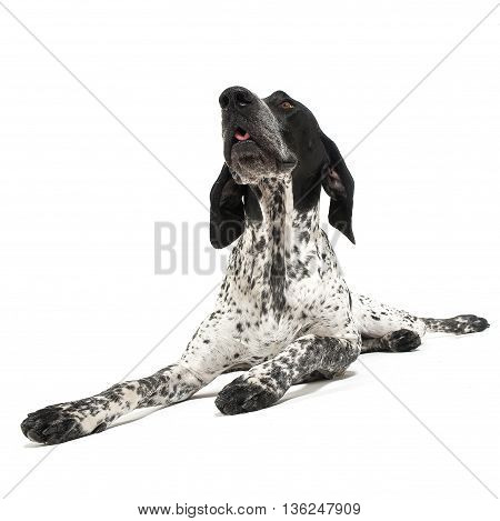 German Pointer lying on the white studio floor and looking up