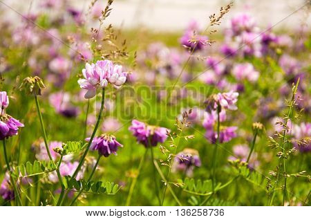 Sunny Flowers Background