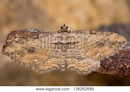 The fern moth (Horisme tersata). Insect in the family Geometridae showing indistinct markings
