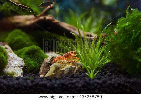 Mexican orange freshwater crayfish in the aquarium selective focus and space for text