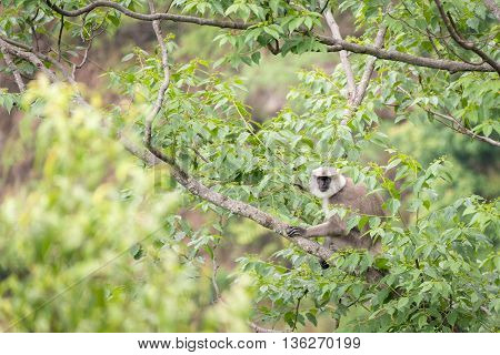 Gray langur or Hanuman langur on the tree.