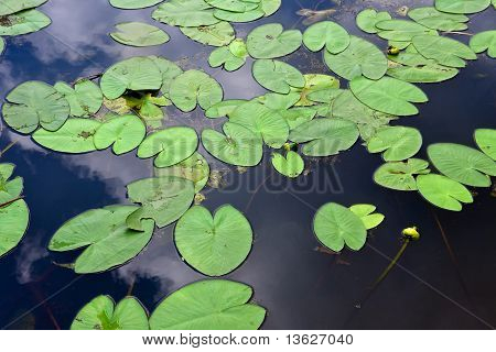Lotus leaf in a pond