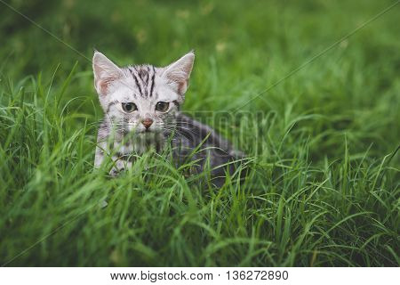 Cute American Short Hair kitten playing on green grass