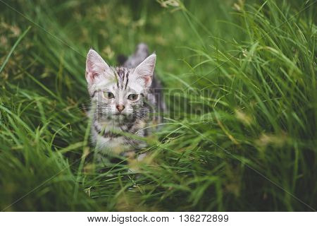 Cute American Short Hair kitten playing on green grass