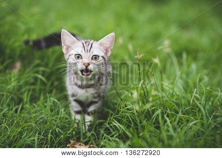 Cute American Short Hair kitten playing on green grass