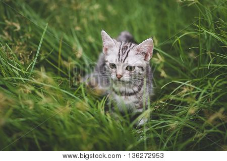 Cute American Short Hair kitten playing on green grass