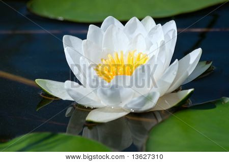 White water lily