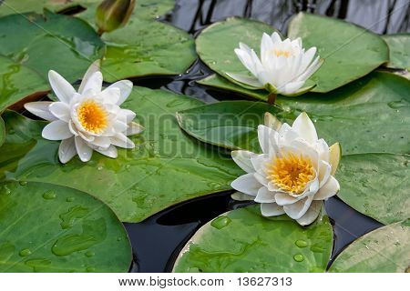 Fragrant Water Lily