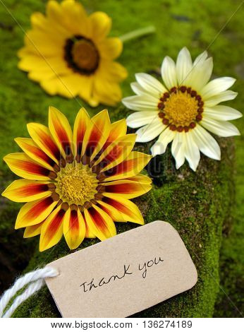 Thank You Background, Daisy Flower
