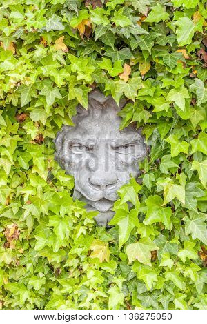 Lion face concrete hidden in green ivy wall exterior decoration.