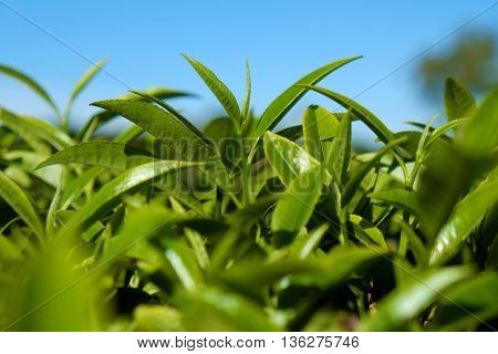 Tea leaf background tea leaves on agriculture plantation at Dalat Vietnam tealeaf is healthy drinking good for health