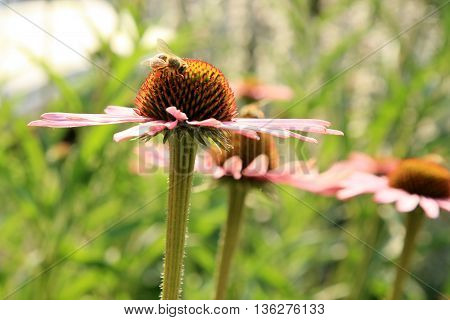 Echinacea with bumblebee in country home rustic ecological garden by very sunny day
