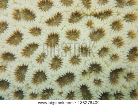Closed up to massive coral Favia bleaching