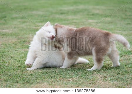 Cute siberian husky puppies lying on green grass
