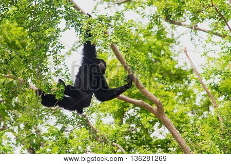Close up siamang Gibbon hanging in the tree.