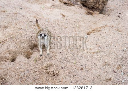 Close up of meerkat lying in nature