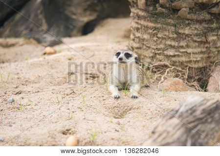 Close up of meerkat lying in nature