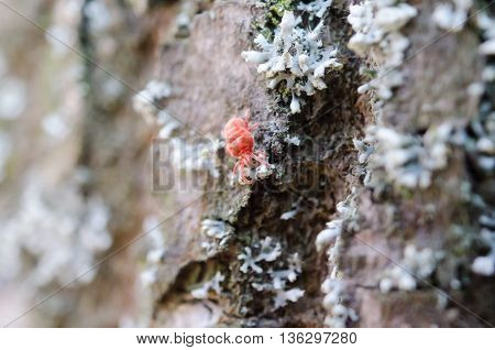 Little Bug In The Forest