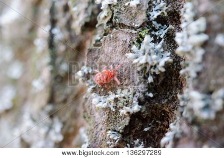 Little Bug In The Forest