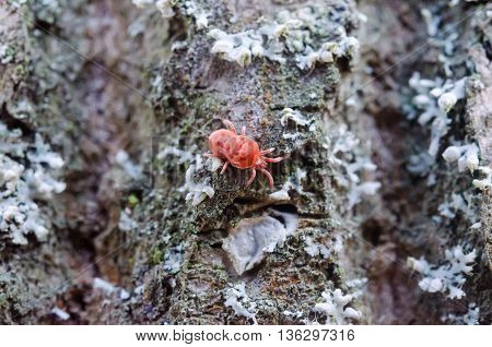 Little Bug In The Forest