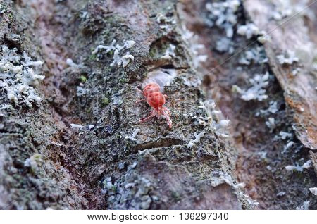 Little Bug In The Forest
