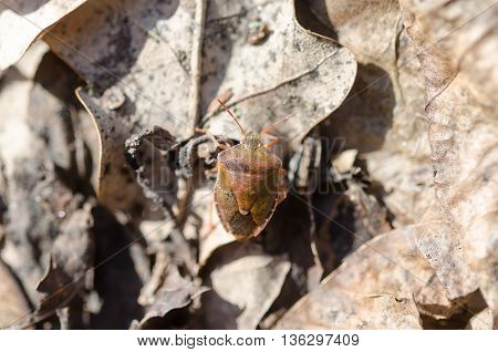 Little Bug In The Forest